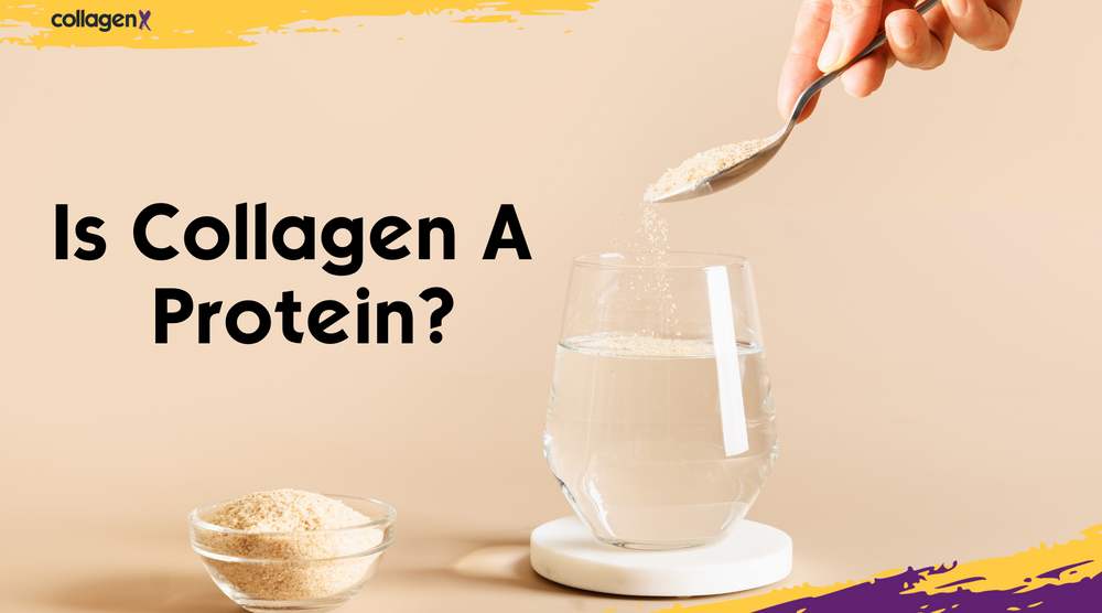 Is Collagen A Protein?